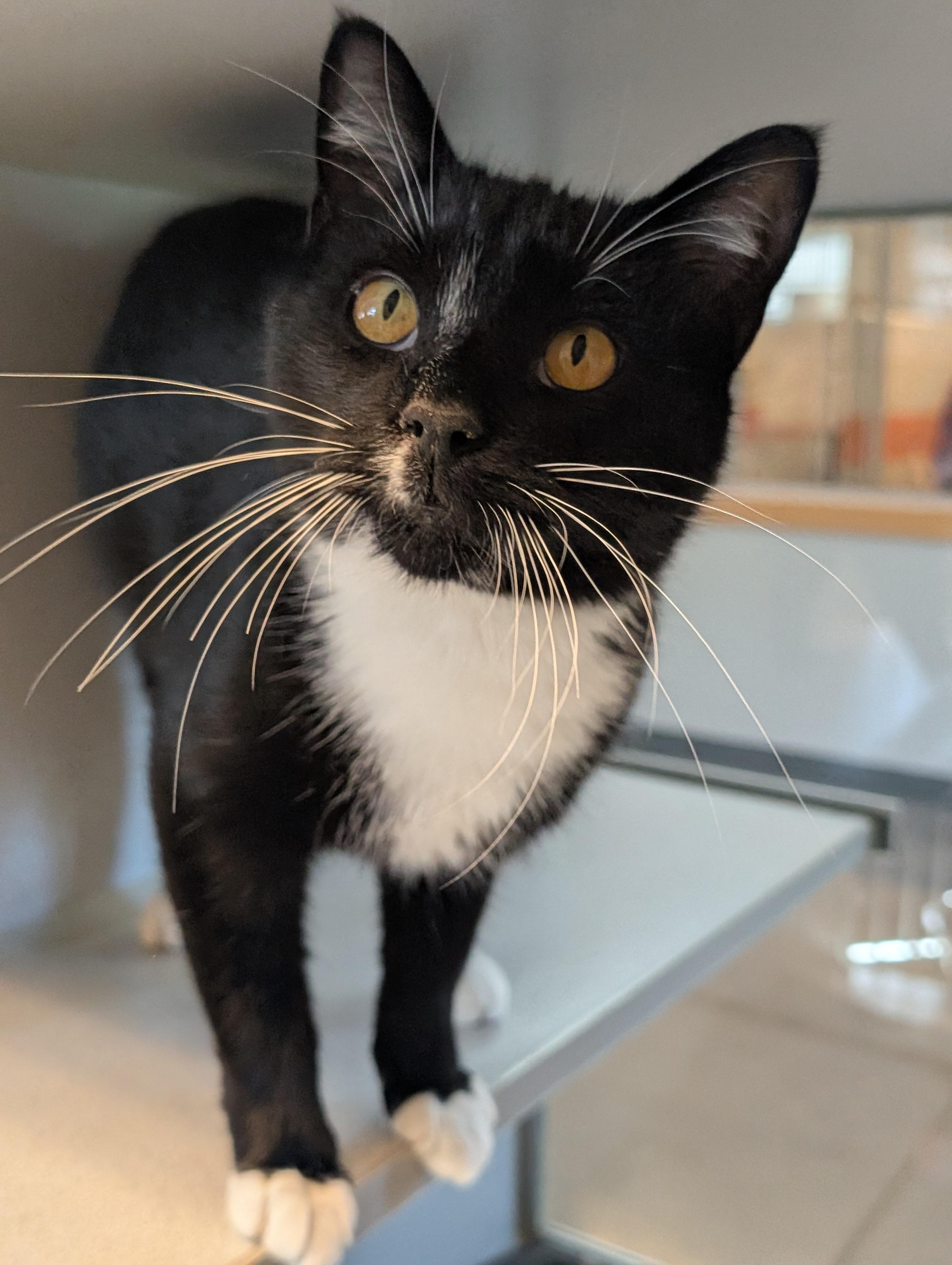 Gunny, a Adoptable Domestic Short Hair in Cedar Rapids, IA image 1/2