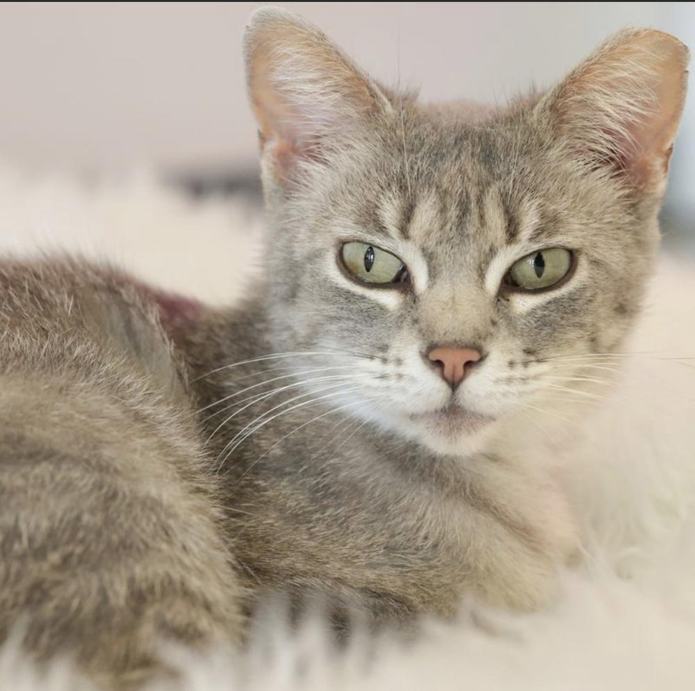 **Cat Cafe** Feather, Adoptable, Adult Female Domestic Short Hair.