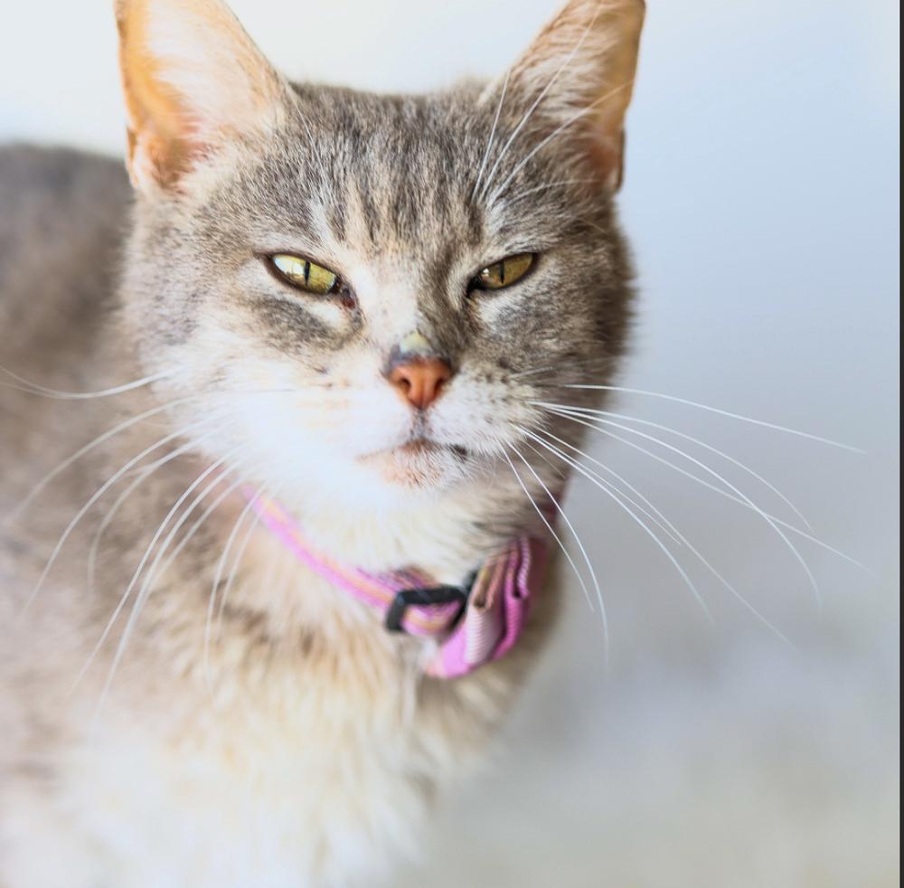 **Cat Cafe** Feather, a Adoptable Domestic Short Hair in Topeka, KS image 3/3