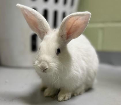 Gibble, Adoptable, Baby Male Bunny Rabbit & Bunny Rabbit.