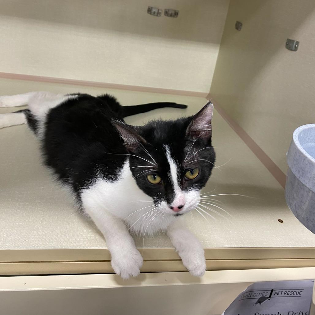 Sylas, Adoptable, Young Male Domestic Short Hair.