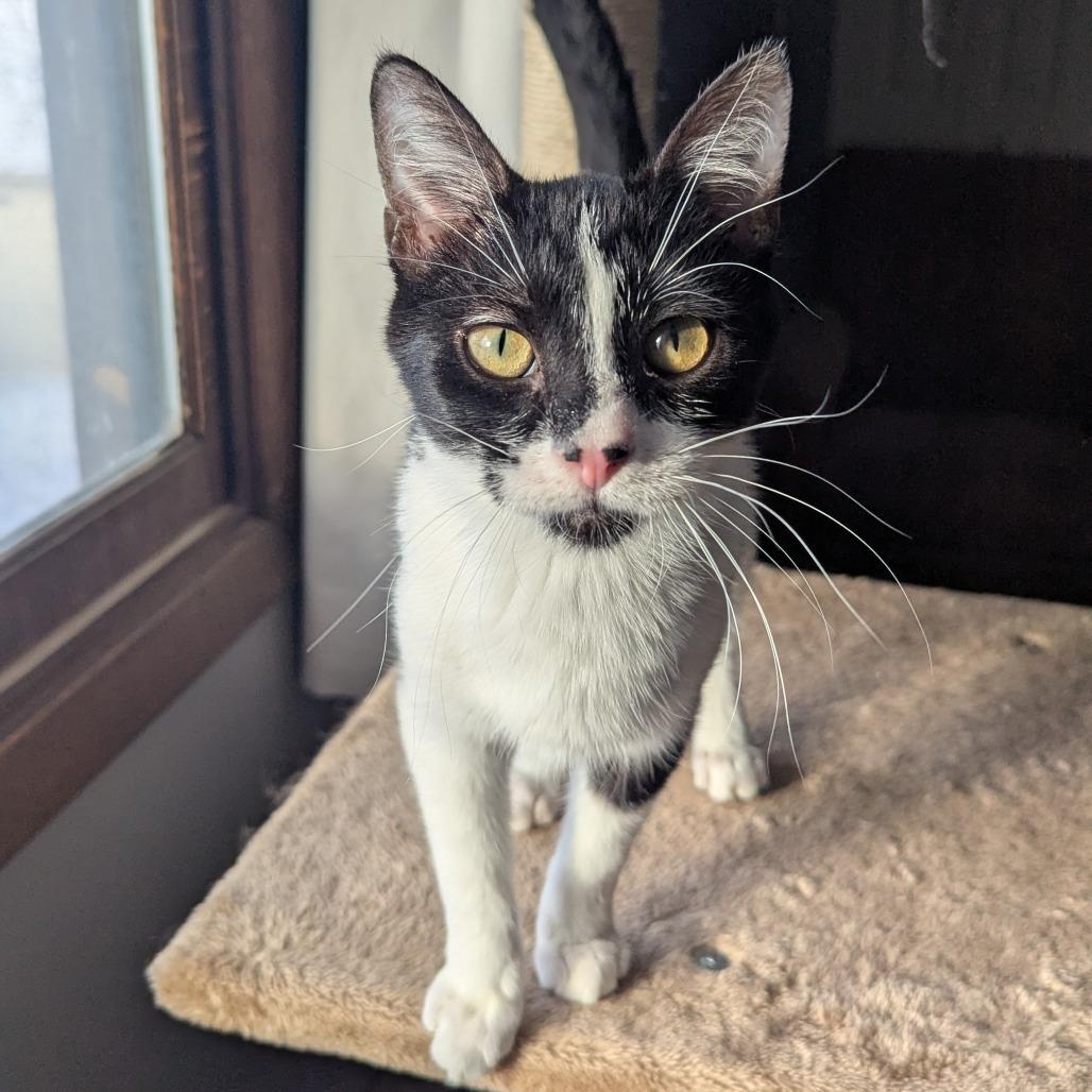 Enlarge Sylas, a Adoptable Domestic Short Hair in St. Paul, MN image 2/6