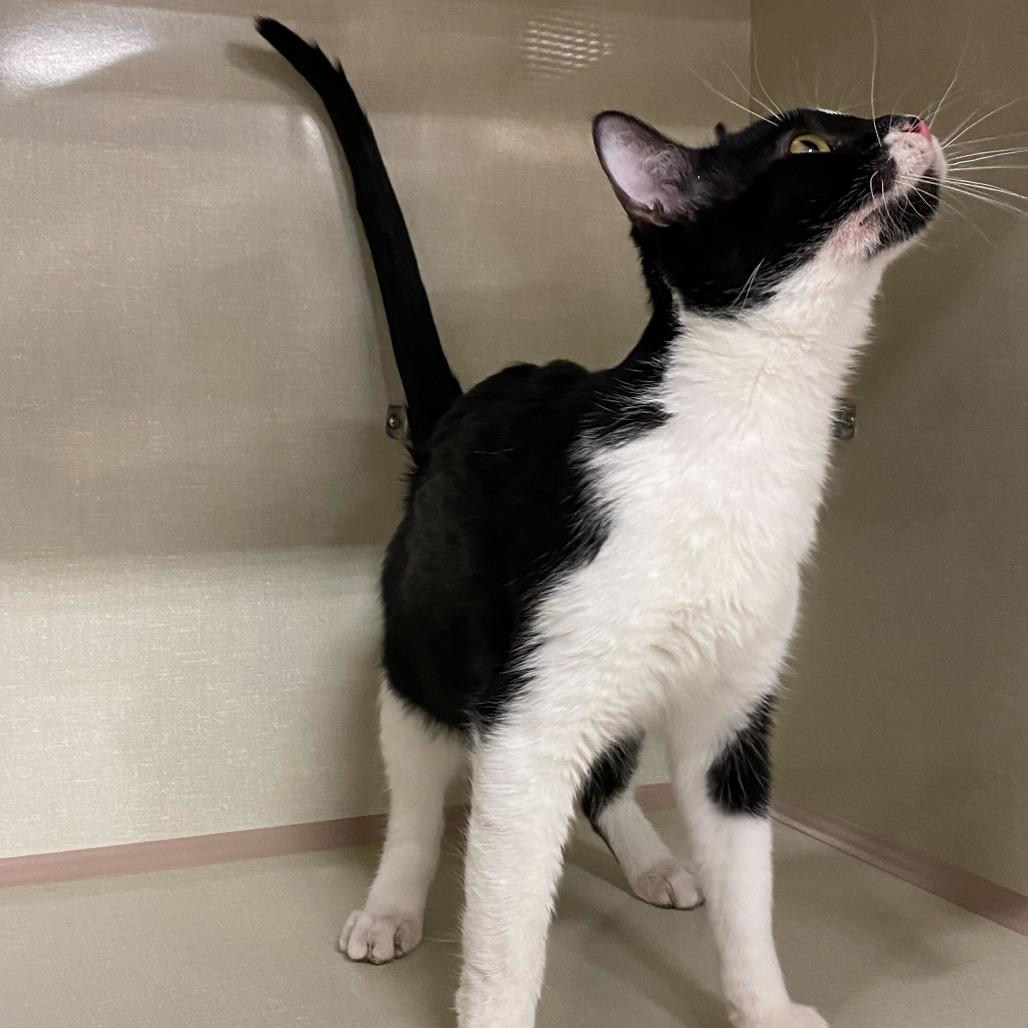 Enlarge Sylas, a Adoptable Domestic Short Hair in St. Paul, MN image 3/6