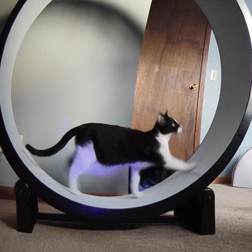 Enlarge Sylas, a Adoptable Domestic Short Hair in St. Paul, MN image 4/6