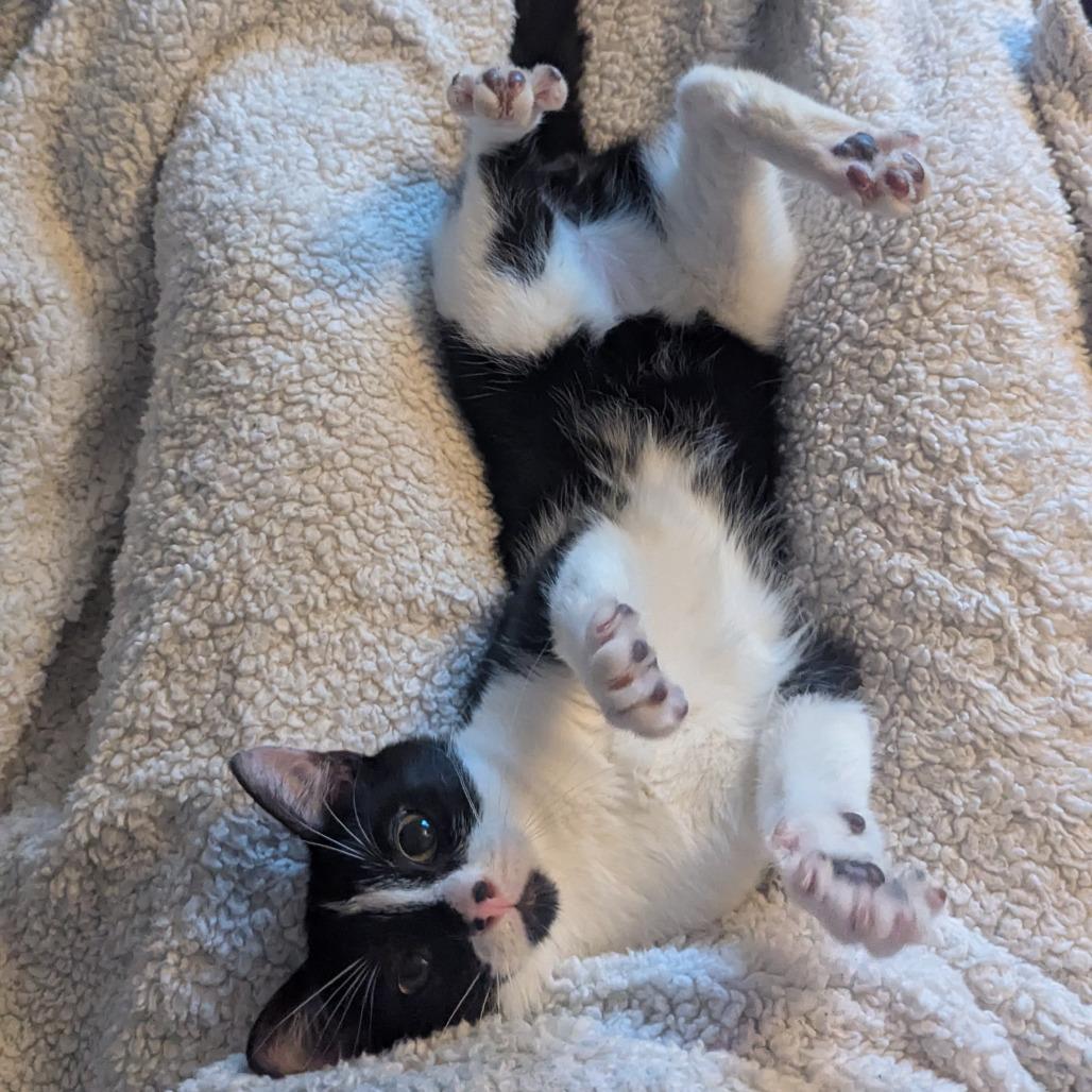 Enlarge Sylas, a Adoptable Domestic Short Hair in St. Paul, MN image 5/6