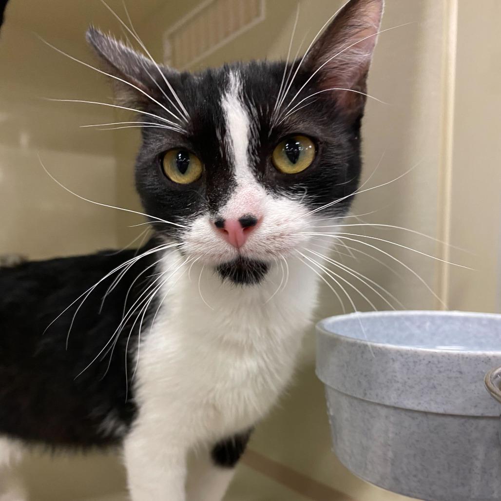 Enlarge Sylas, a Adoptable Domestic Short Hair in St. Paul, MN image 6/6