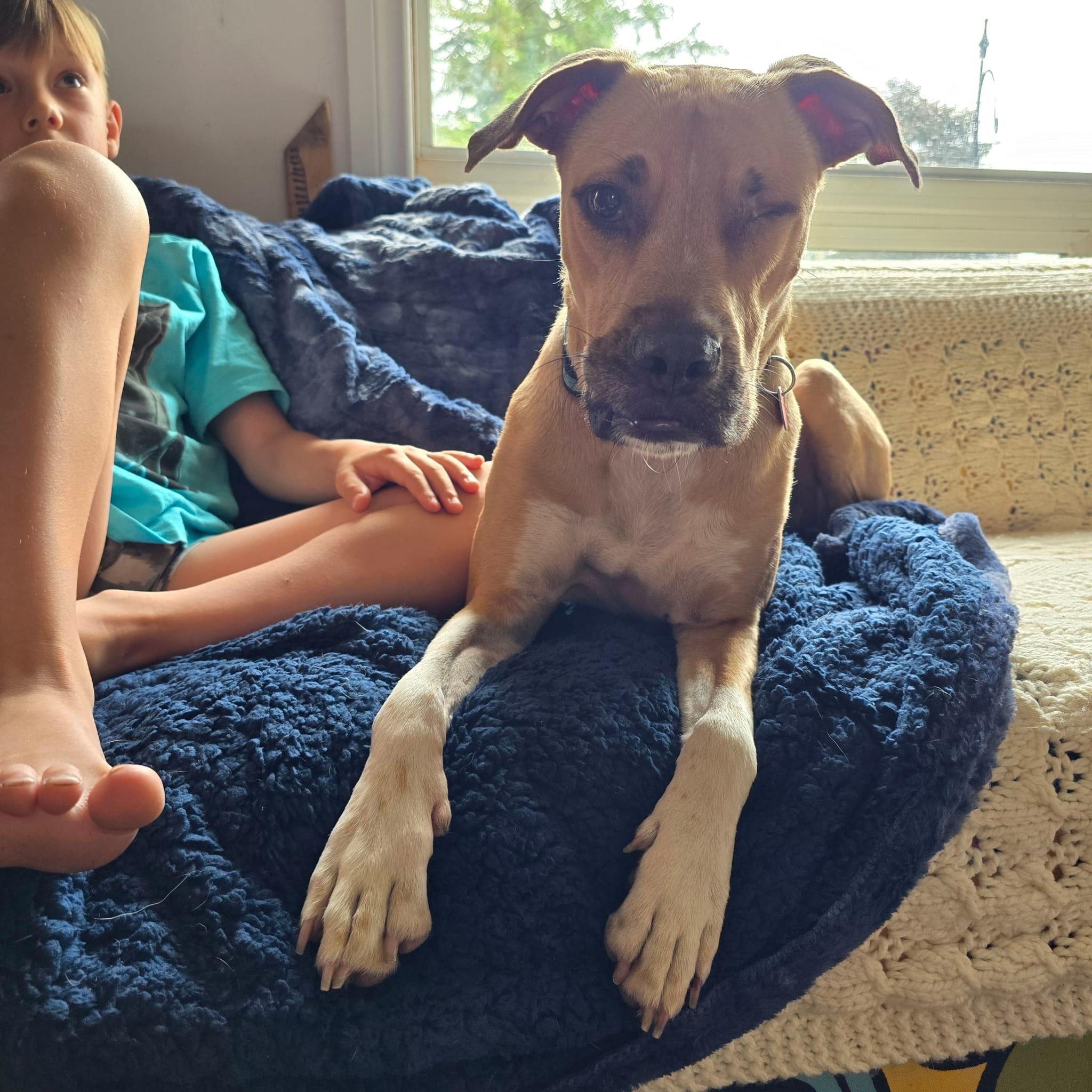 Enlarge Kai, a ADOPTABLE mixed breed in Williamsburg, ON image 2/6