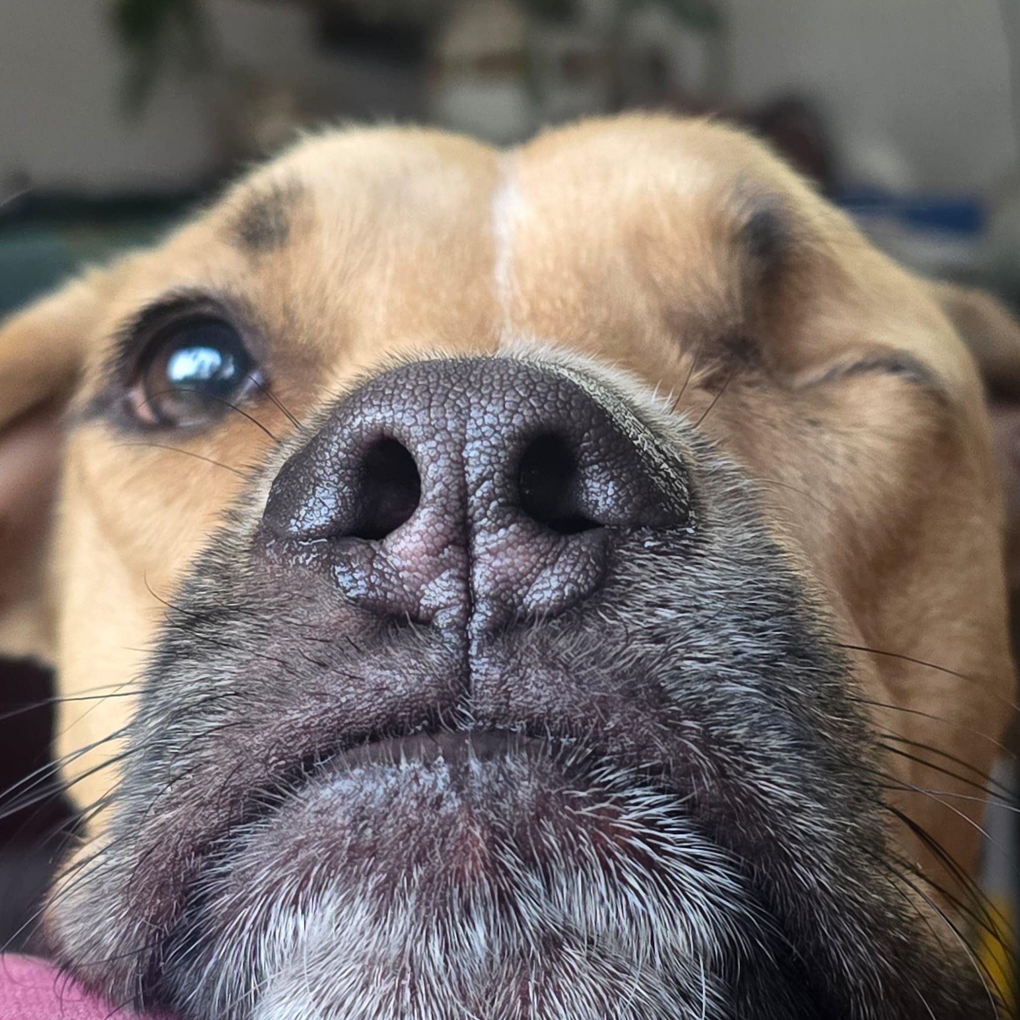 Enlarge Kai, a ADOPTABLE mixed breed in Williamsburg, ON image 6/6