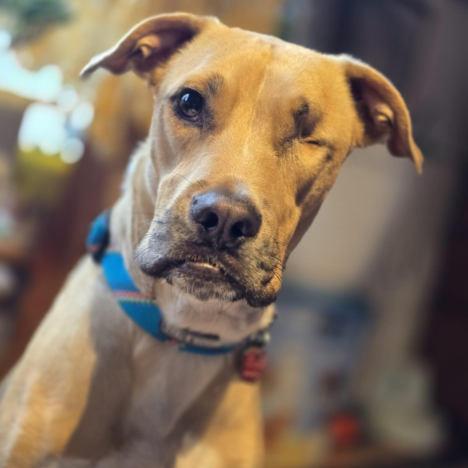 Enlarge Kai, a ADOPTABLE mixed breed in Williamsburg, ON image 4/6