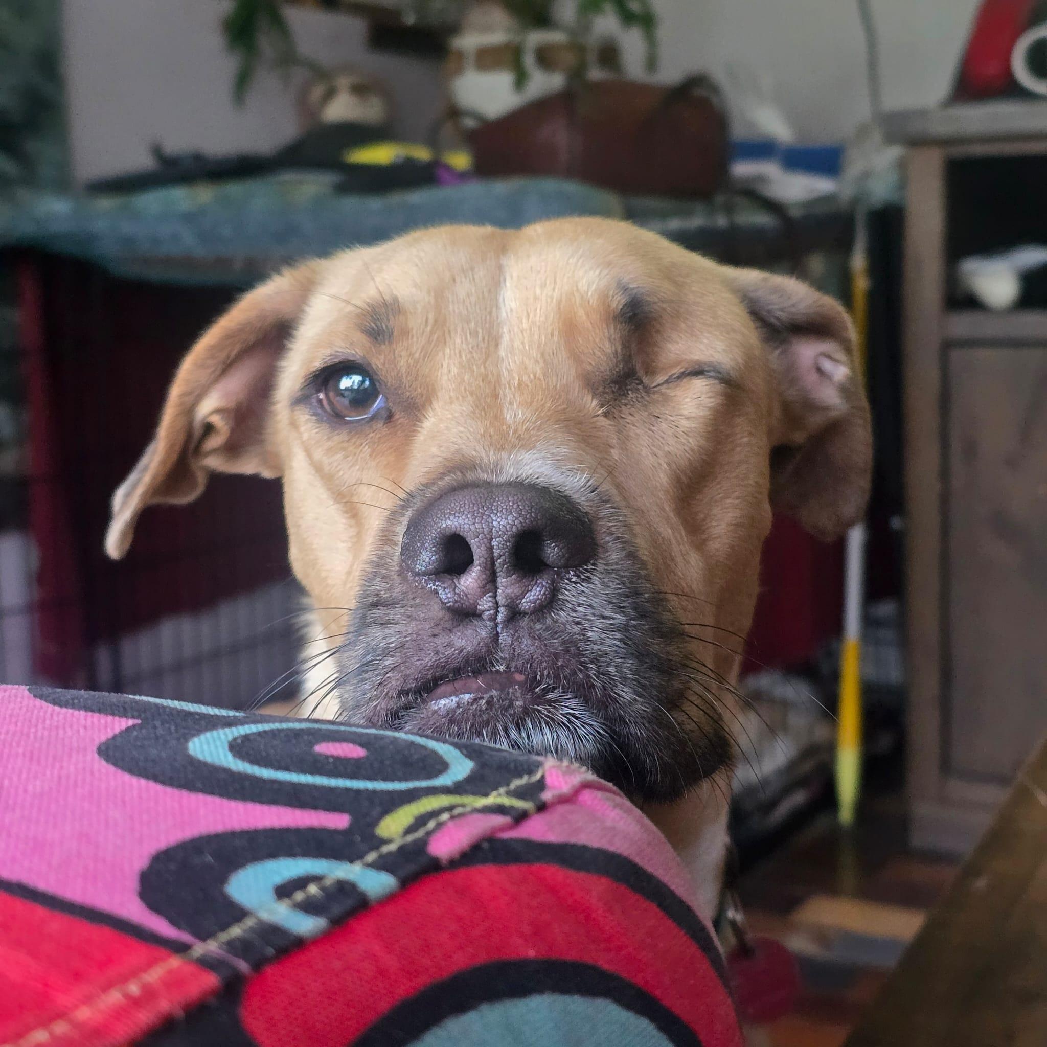 Enlarge Kai, a ADOPTABLE mixed breed in Williamsburg, ON image 5/6