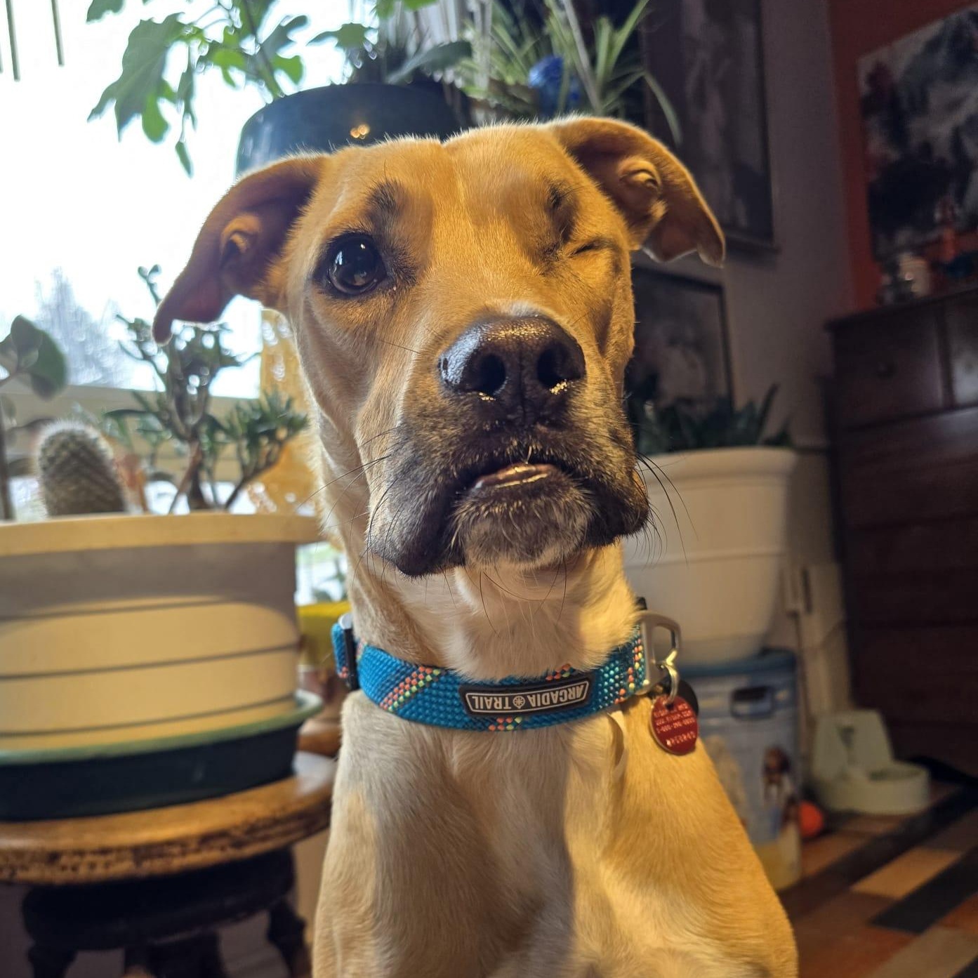 Kai, ADOPTABLE, Young Female Yellow Labrador Retriever & Bull Terrier.