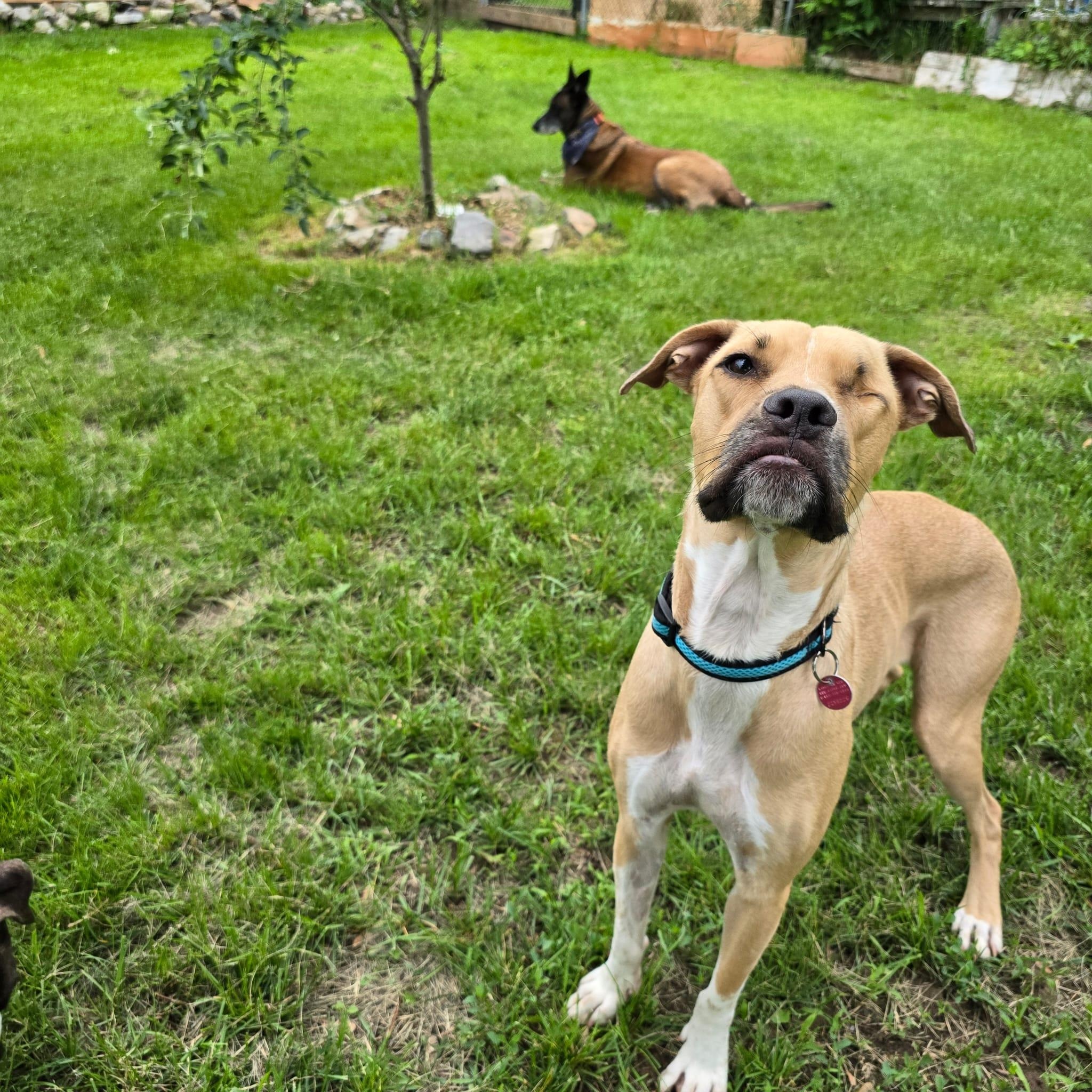 Enlarge Kai, a ADOPTABLE mixed breed in Williamsburg, ON image 3/6
