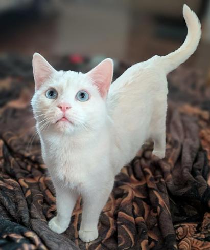 Enlarge Pearl, a ADOPTABLE mixed breed in Escondido, CA image 1/2