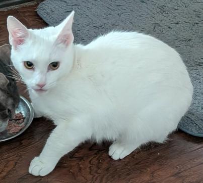 Enlarge Pearl, a ADOPTABLE mixed breed in Escondido, CA image 2/2