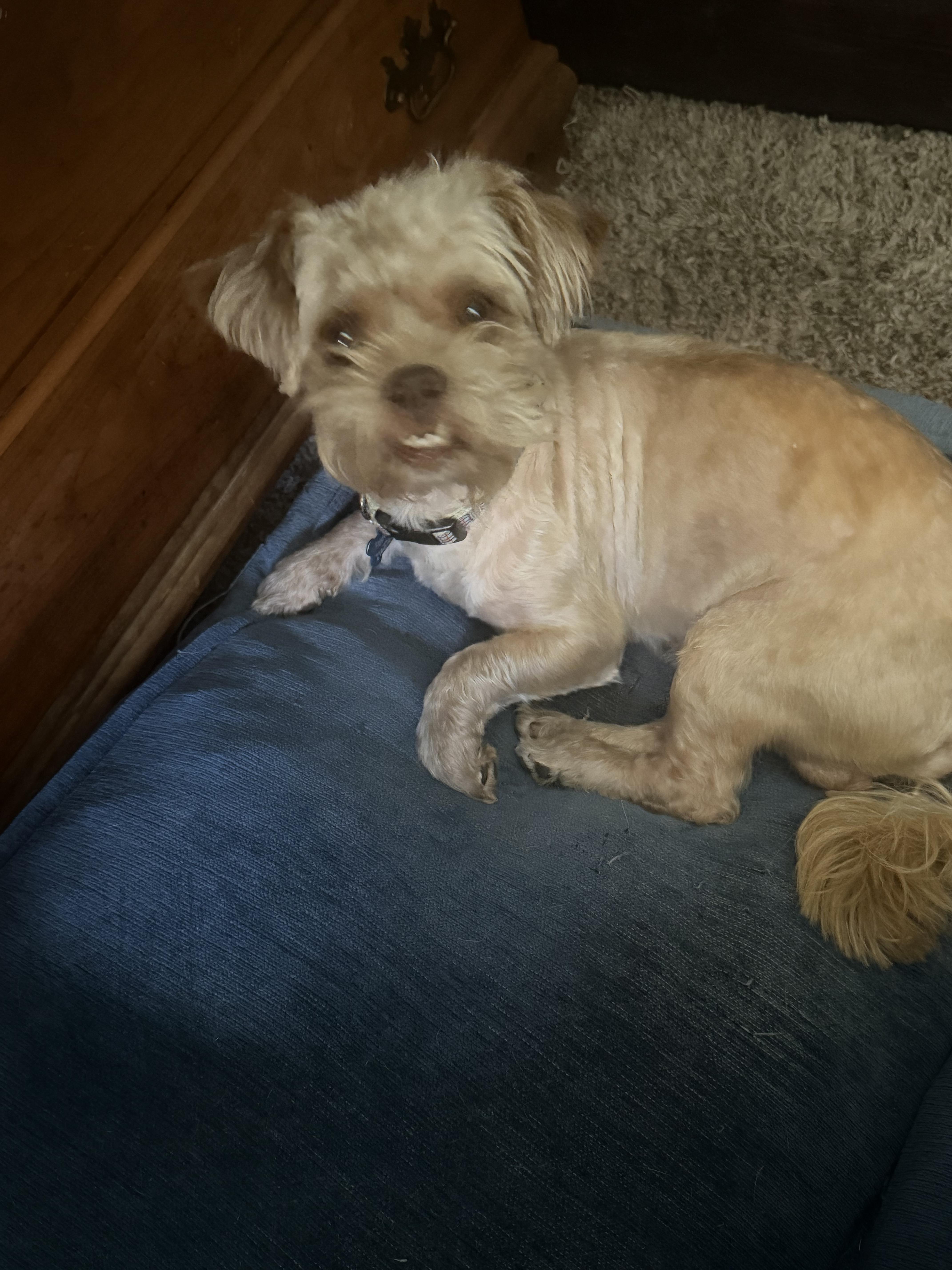 Enlarge Peele, a ADOPTABLE mixed breed in Garland, TX image 6/6