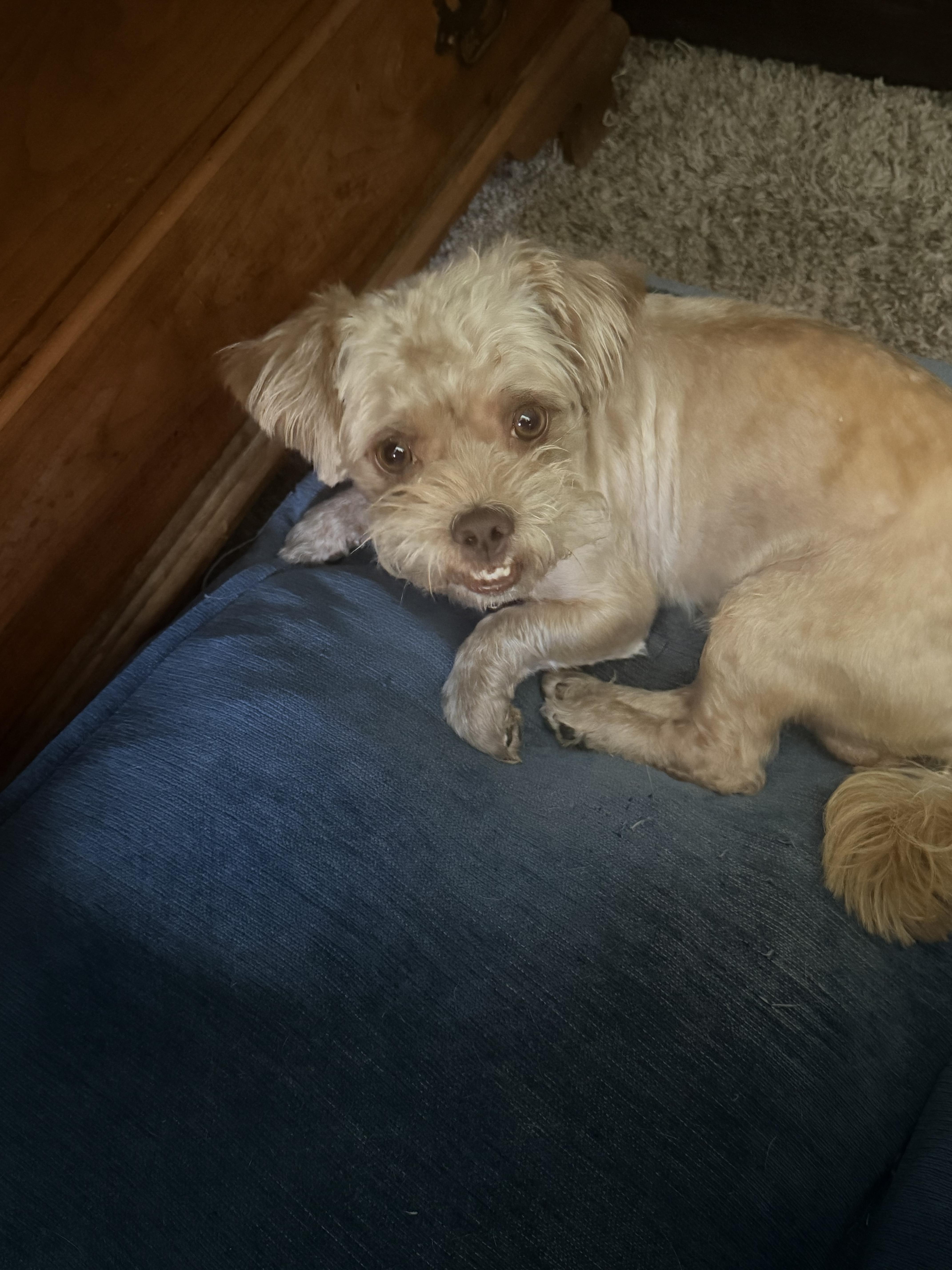 Enlarge Peele, a ADOPTABLE mixed breed in Garland, TX image 5/6