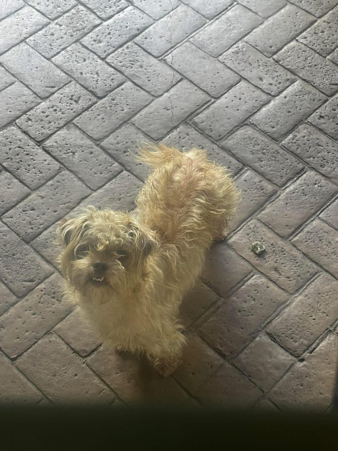 Peele, ADOPTABLE, Young Male Brussels Griffon & Yorkie Poo.