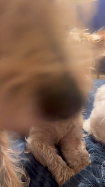 Enlarge Peele, a ADOPTABLE mixed breed in Garland, TX video 5/6