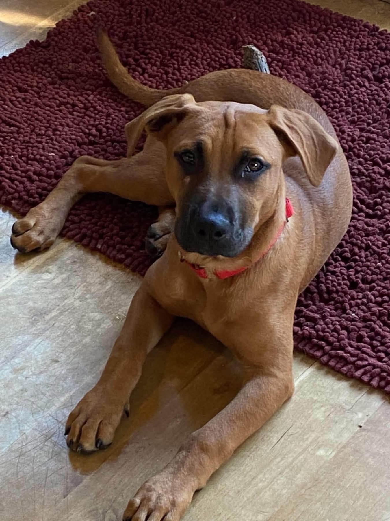 Lola Mae, Adoptable, Puppy Female Mixed Breed.