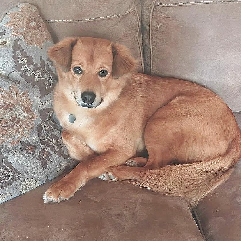 Enlarge Fred, a Adoptable mixed breed in Flower Mound, TX image 3/4