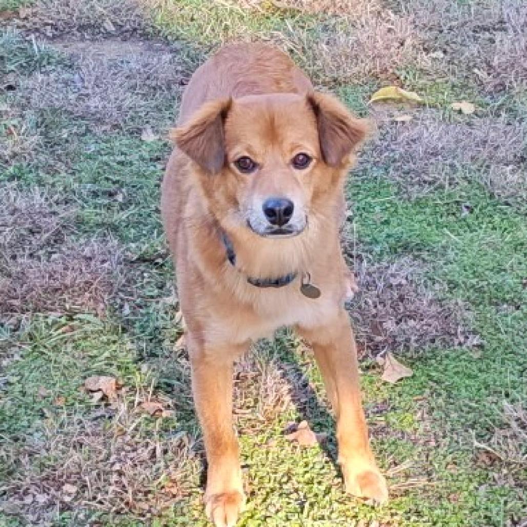 Enlarge Fred, a Adoptable mixed breed in Flower Mound, TX image 4/4