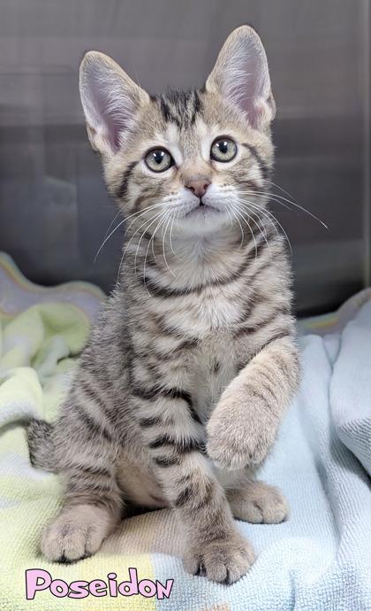 Enlarge Poseidon, a Adoptable mixed breed in Mason, MI image 1/1