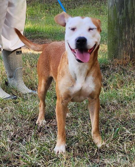 Enlarge 250704  Rowena, a Adoptable Terrier in Wetumpka, AL image 1/3