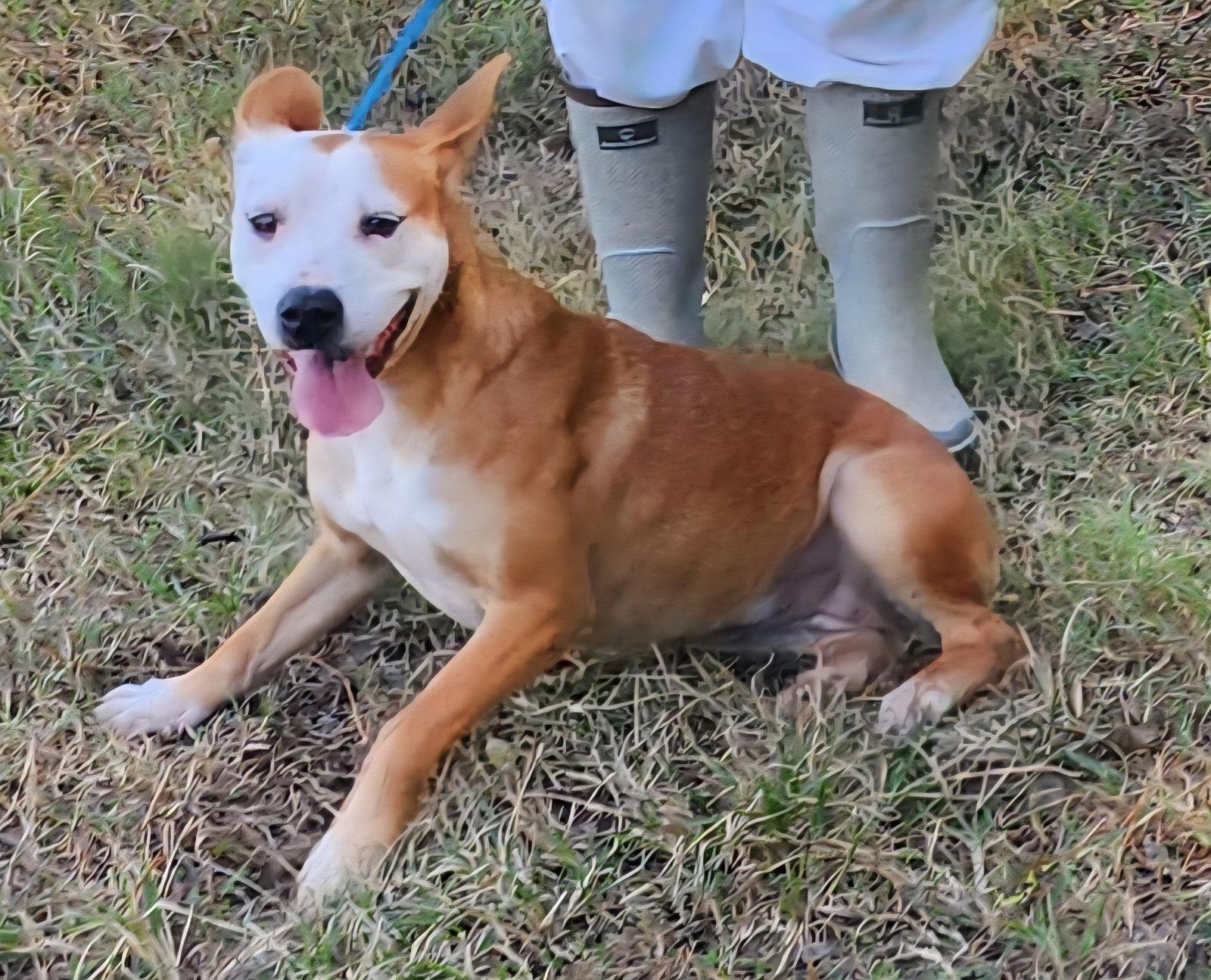 Enlarge 250704  Rowena, a Adoptable Terrier in Wetumpka, AL image 2/3