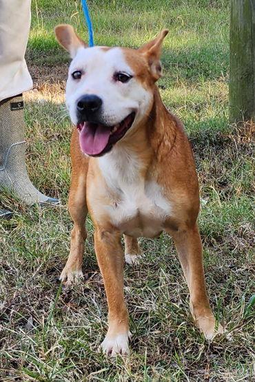 Enlarge 250704  Rowena, a Adoptable Terrier in Wetumpka, AL image 3/3