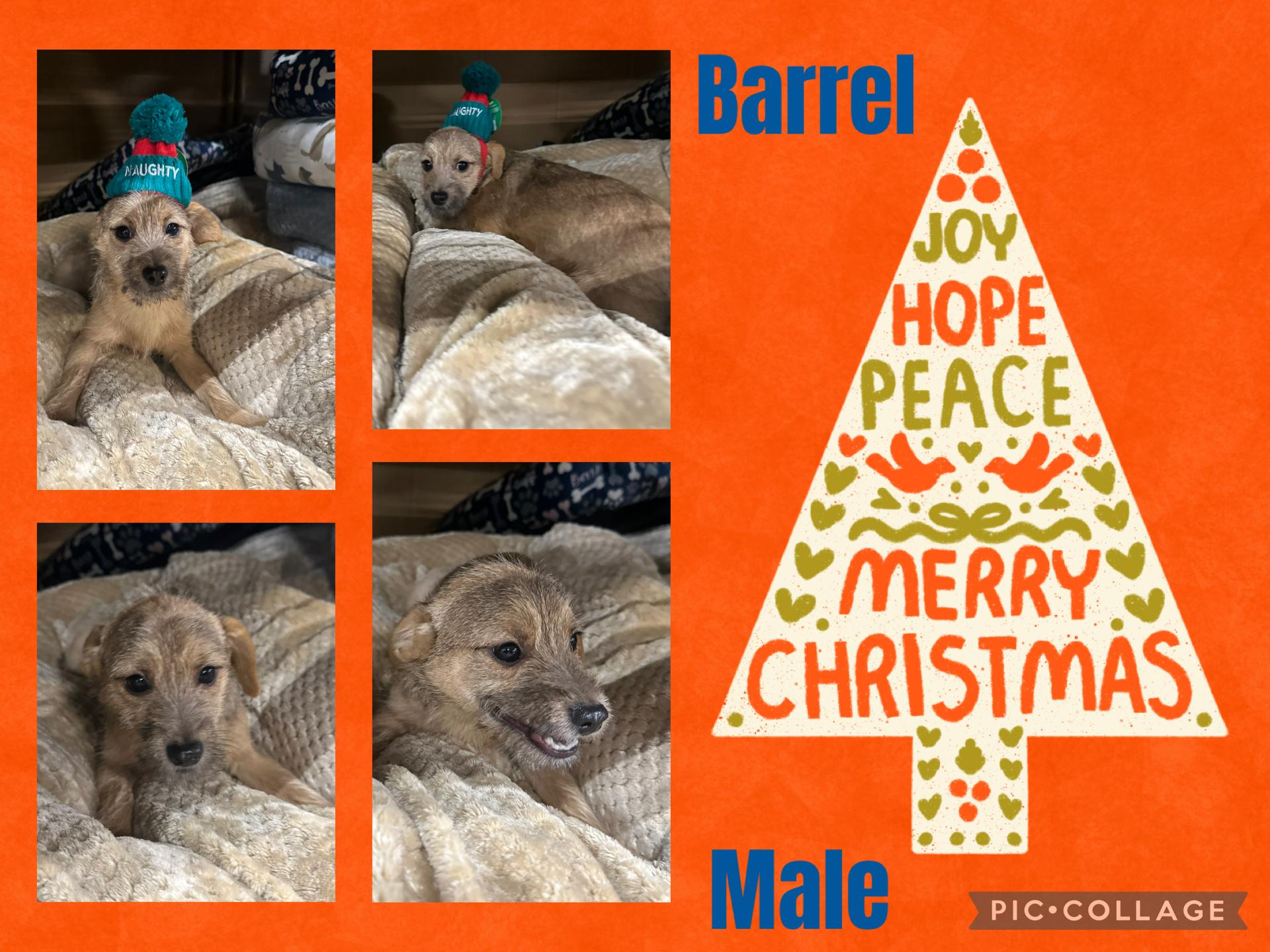 Enlarge Barrel, a Adoptable mixed breed in Eugene, OR image 1/1