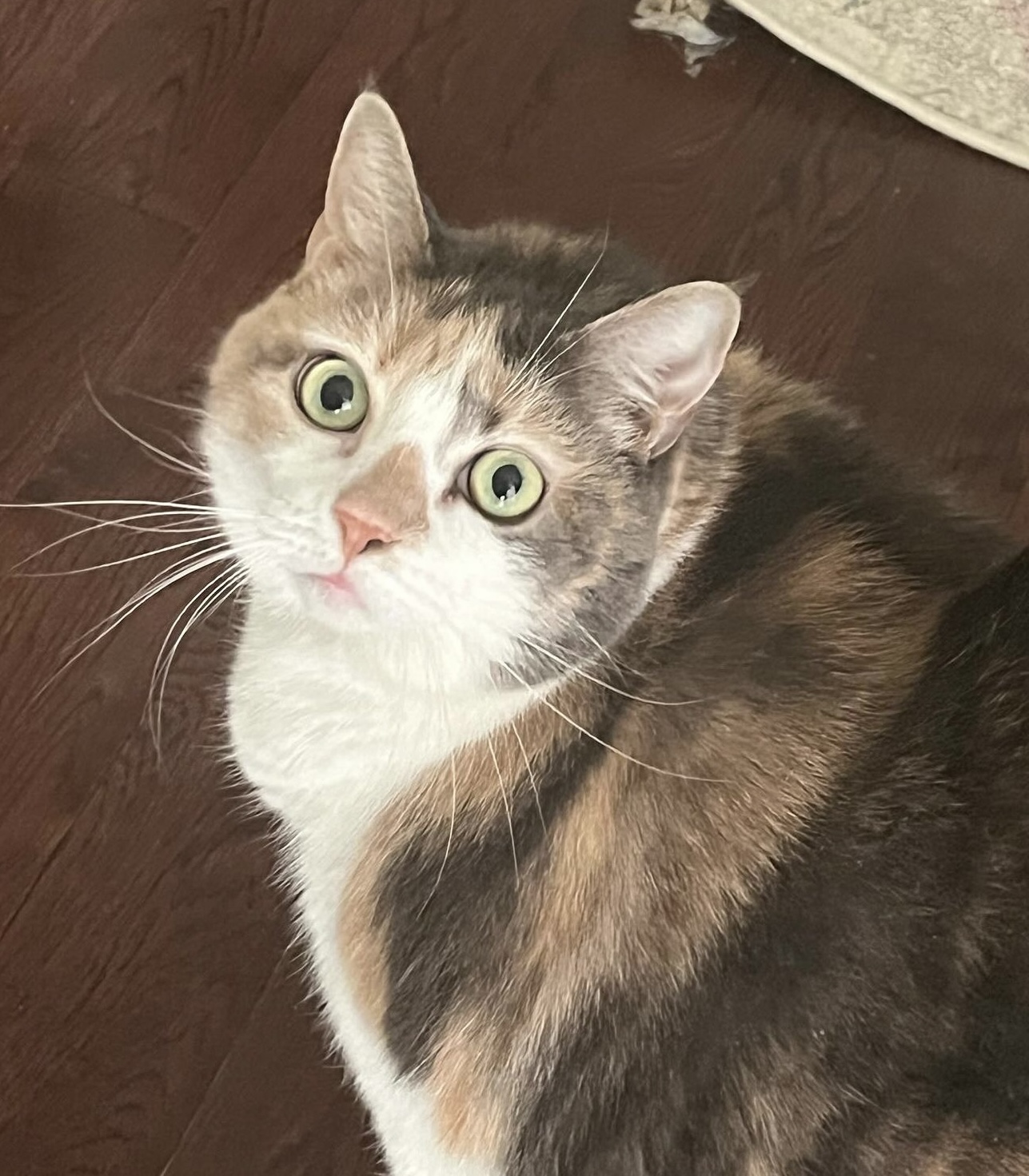 Enlarge Luna, a Adopted Calico in Perrineville, NJ image 1/3