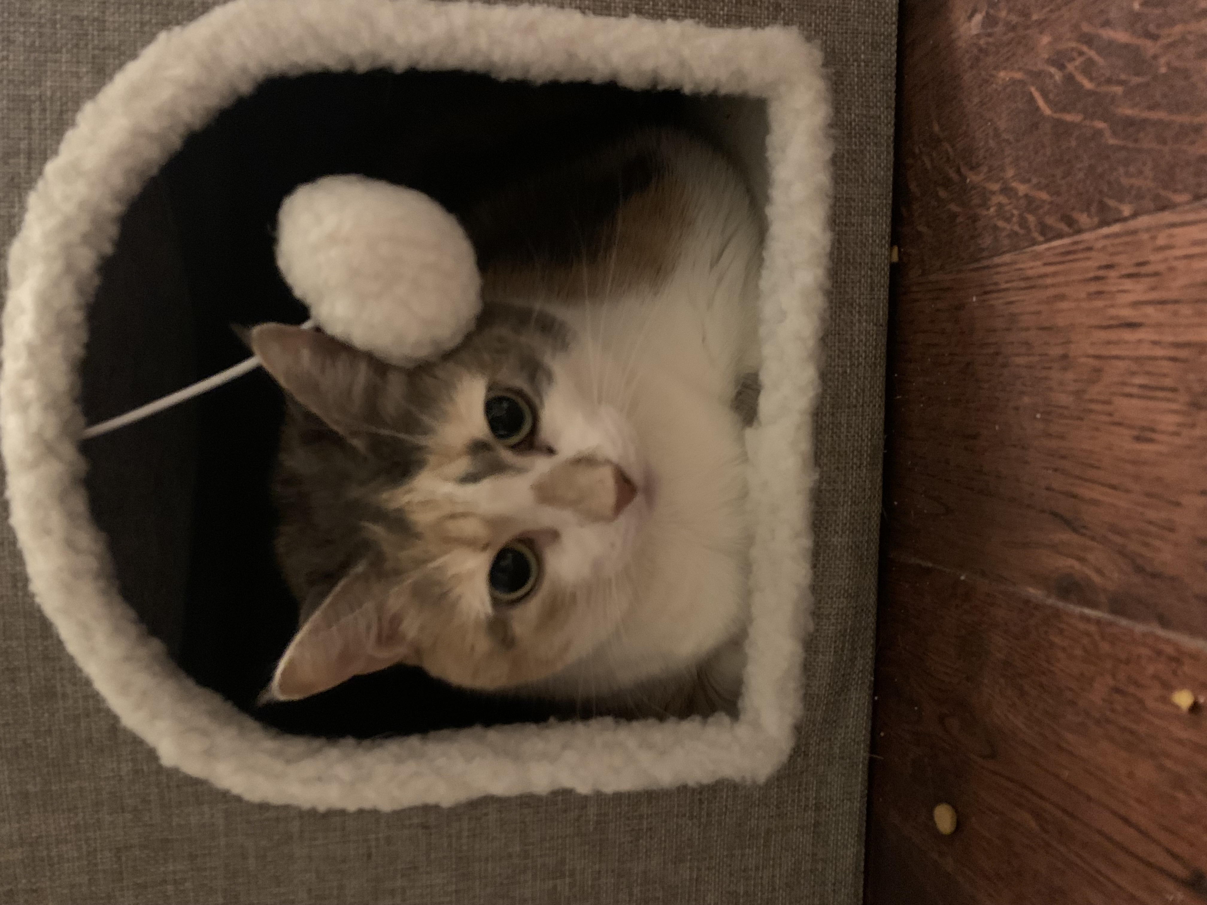 Enlarge Luna, a Adopted Calico in Perrineville, NJ image 2/3