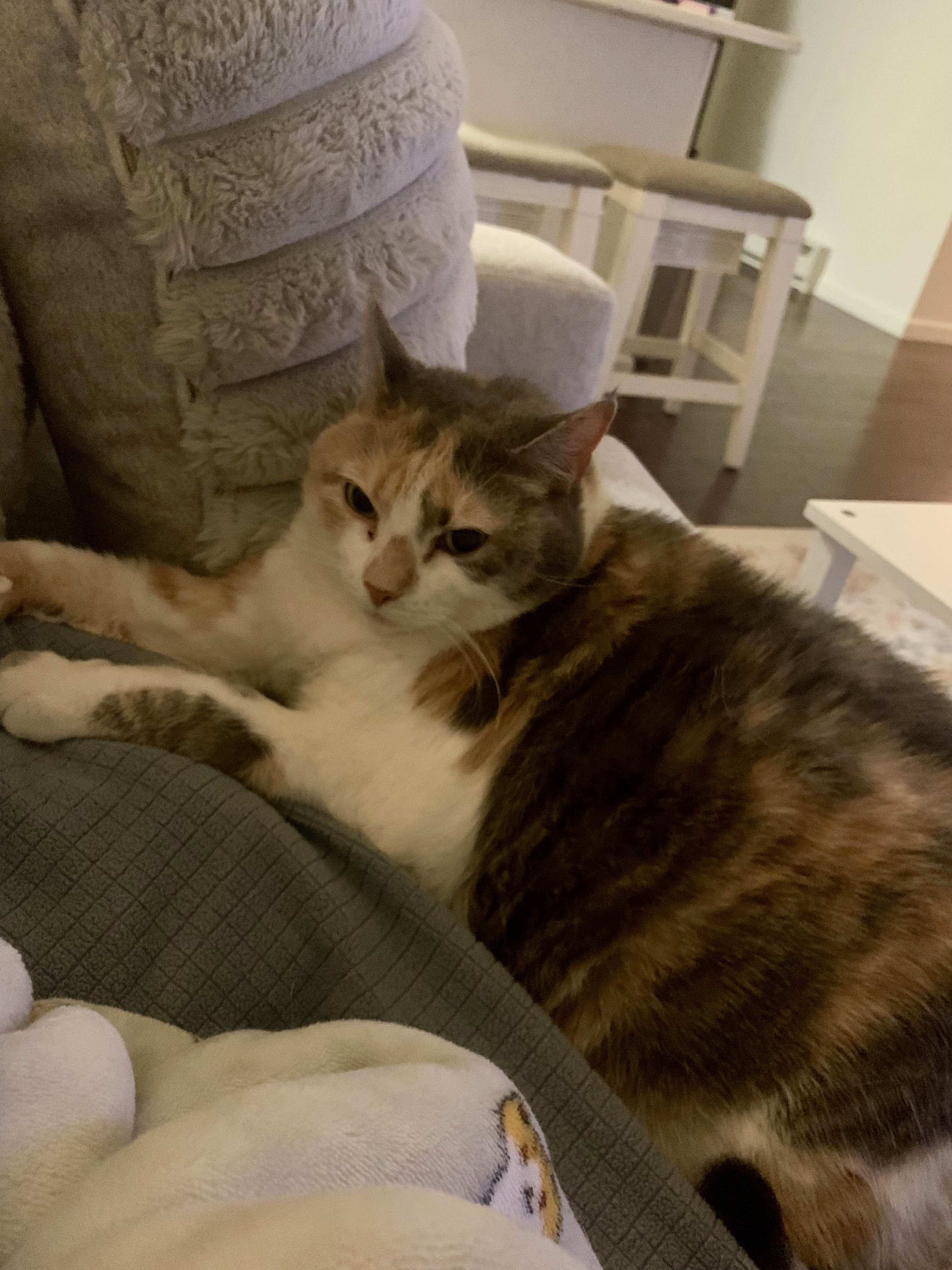 Enlarge Luna, a Adopted Calico in Perrineville, NJ image 3/3