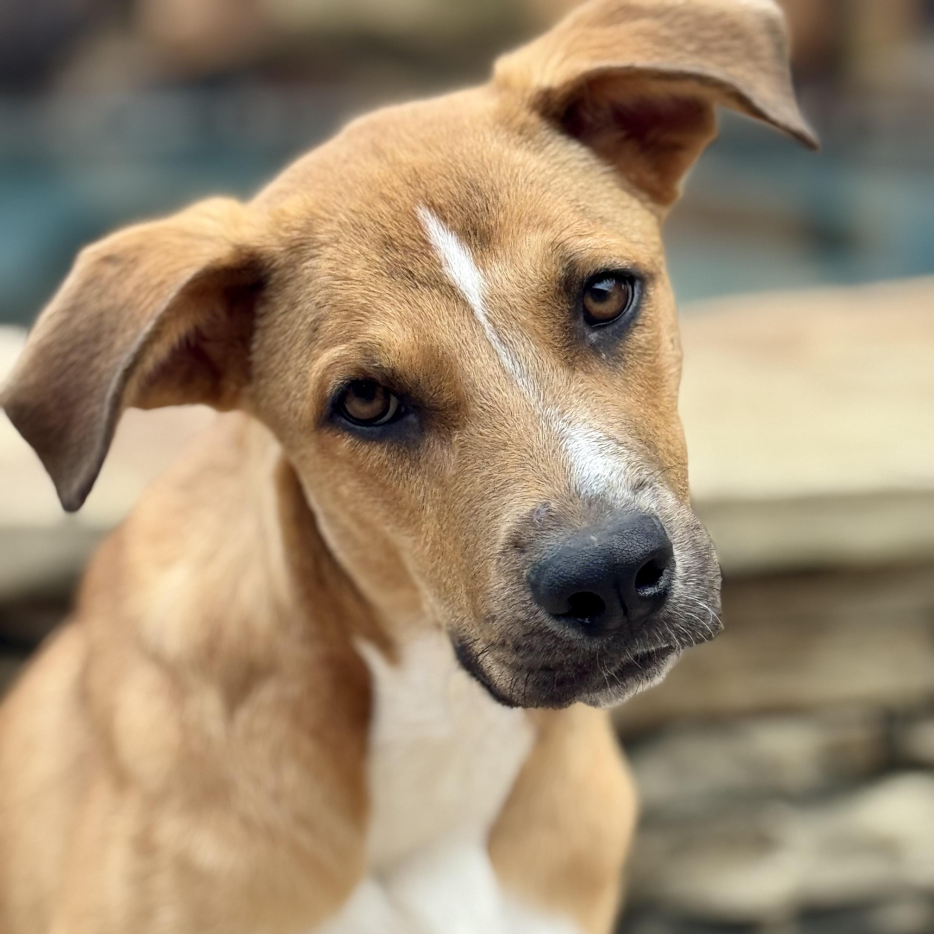 Archie, an adoptable German Shepherd Dog in Calumet, MI, 49913 | Photo Image 1