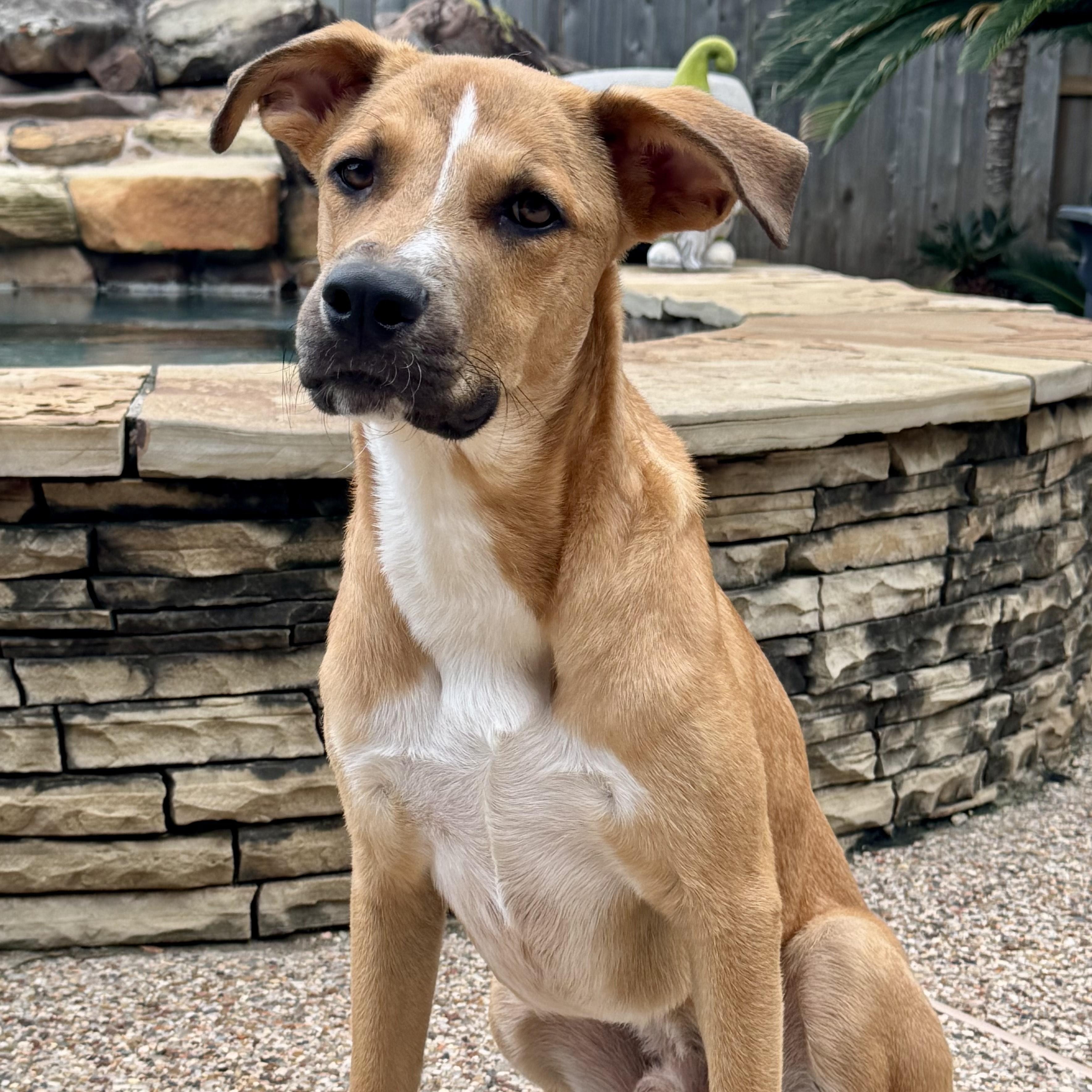 Archie, an adoptable German Shepherd Dog in Calumet, MI, 49913 | Photo Image 5