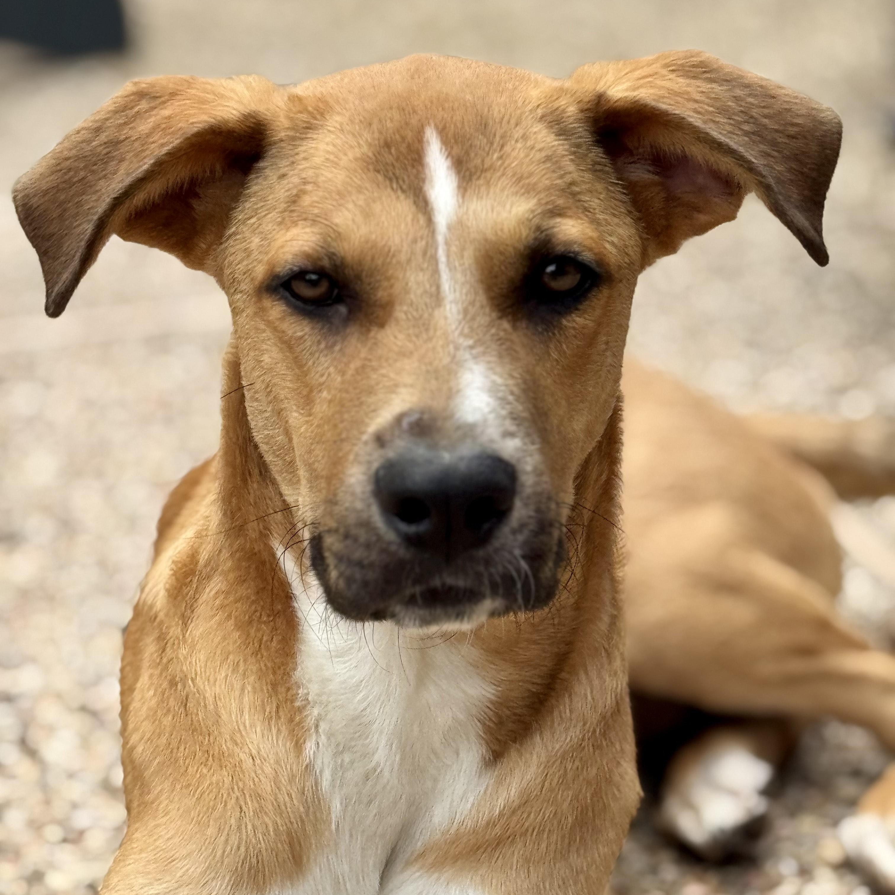 Archie, an adoptable German Shepherd Dog in Calumet, MI, 49913 | Photo Image 3