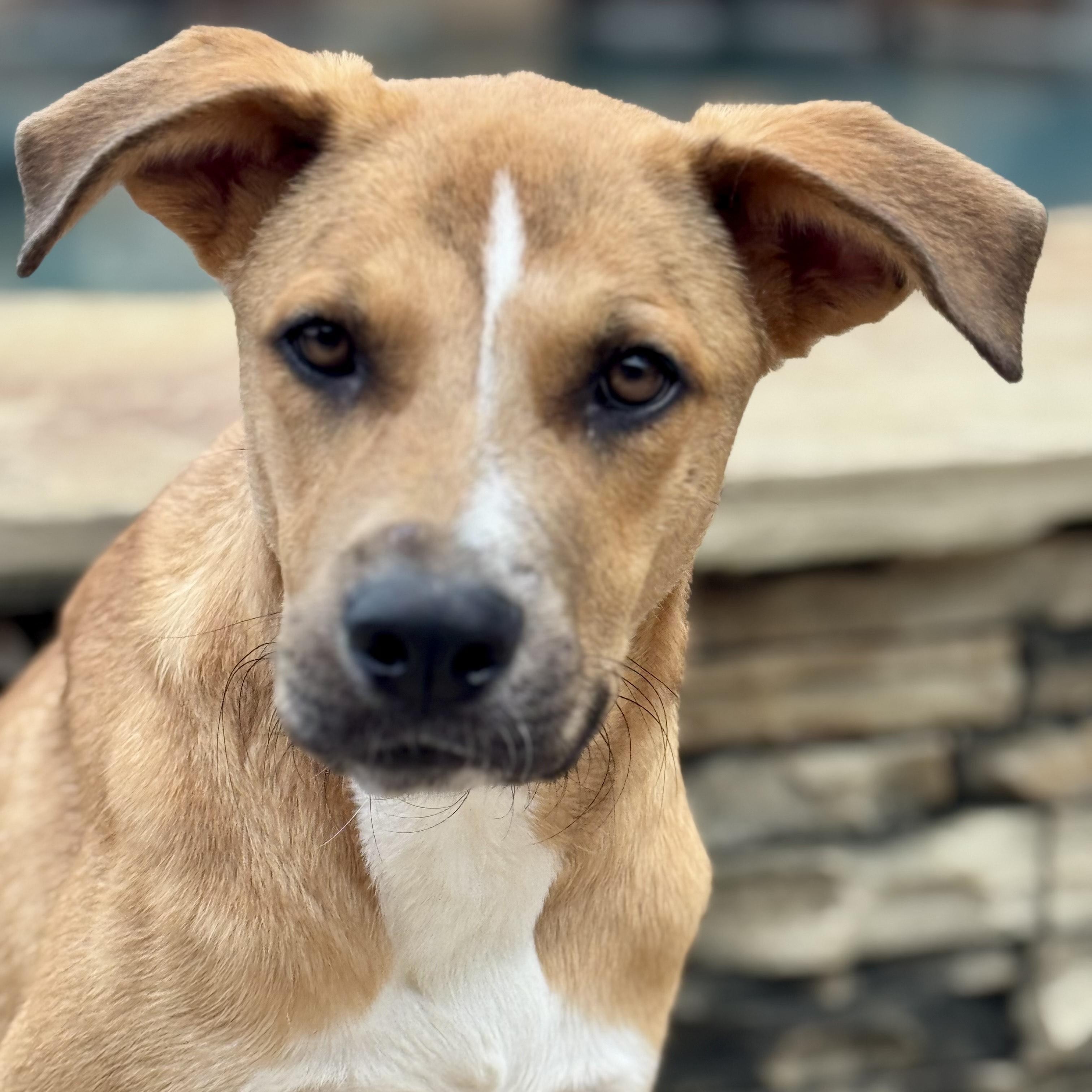Archie, an adoptable German Shepherd Dog in Calumet, MI, 49913 | Photo Image 4