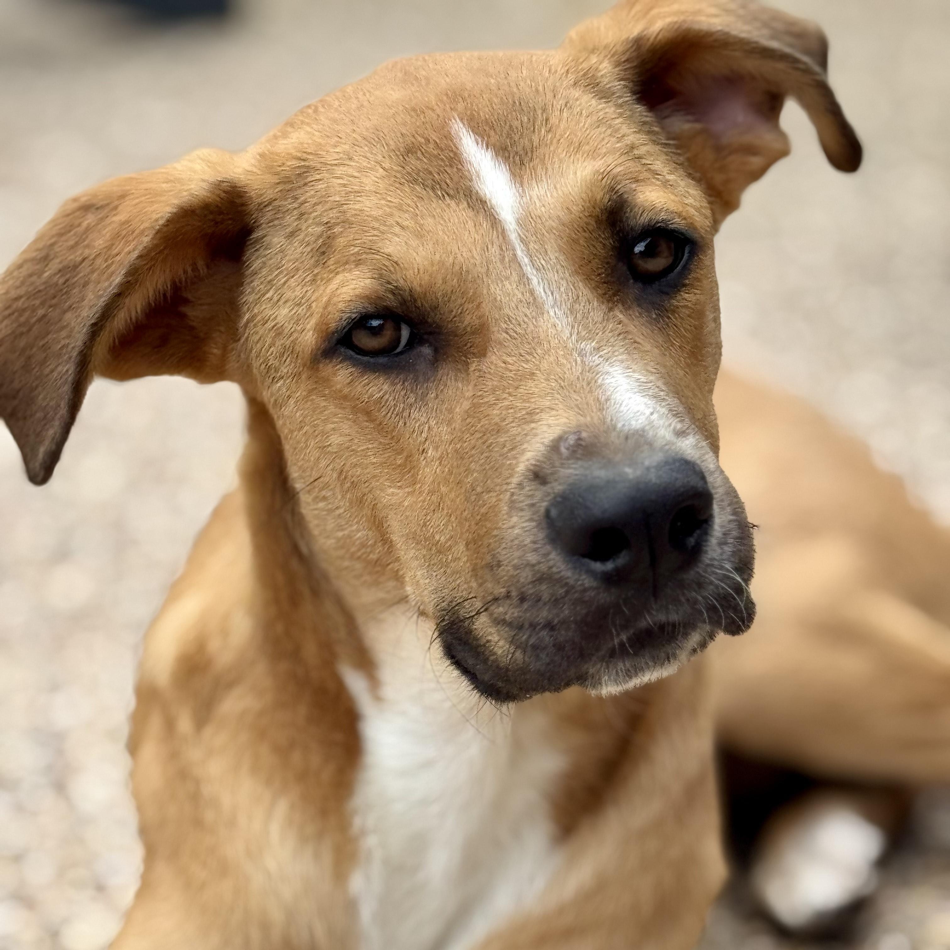 Archie, an adoptable German Shepherd Dog in Calumet, MI, 49913 | Photo Image 6