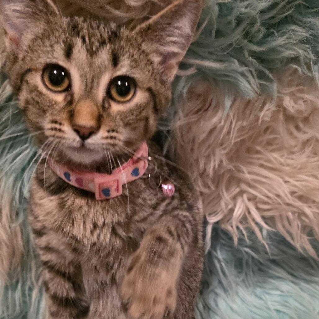 Enlarge Ayla, a Adoptable Domestic Short Hair in Glenfield, NY image 1/4