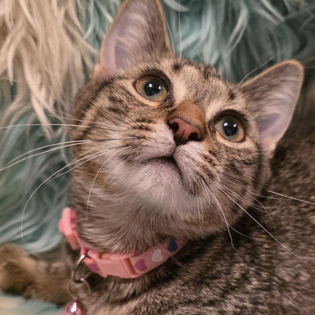 Enlarge Ayla, a Adoptable Domestic Short Hair in Glenfield, NY image 2/4