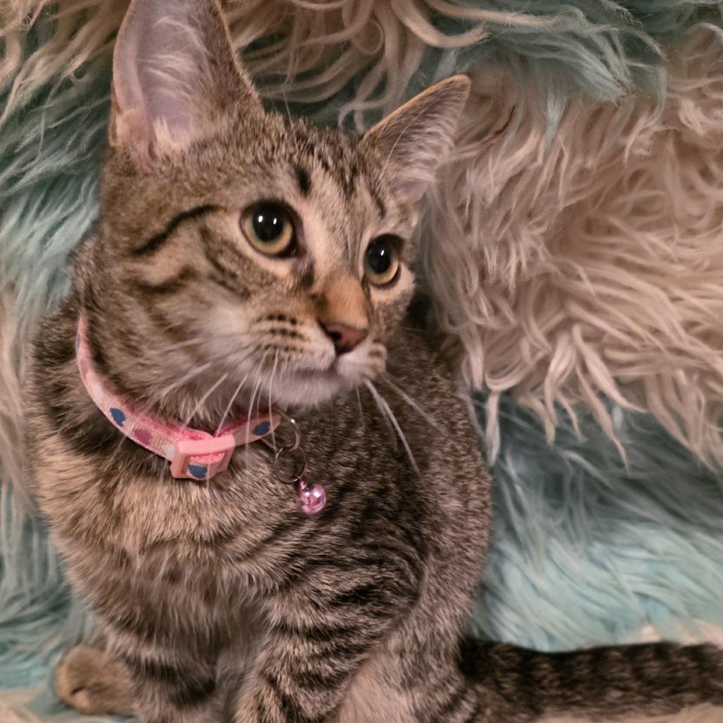 Enlarge Ayla, a Adoptable Domestic Short Hair in Glenfield, NY image 3/4