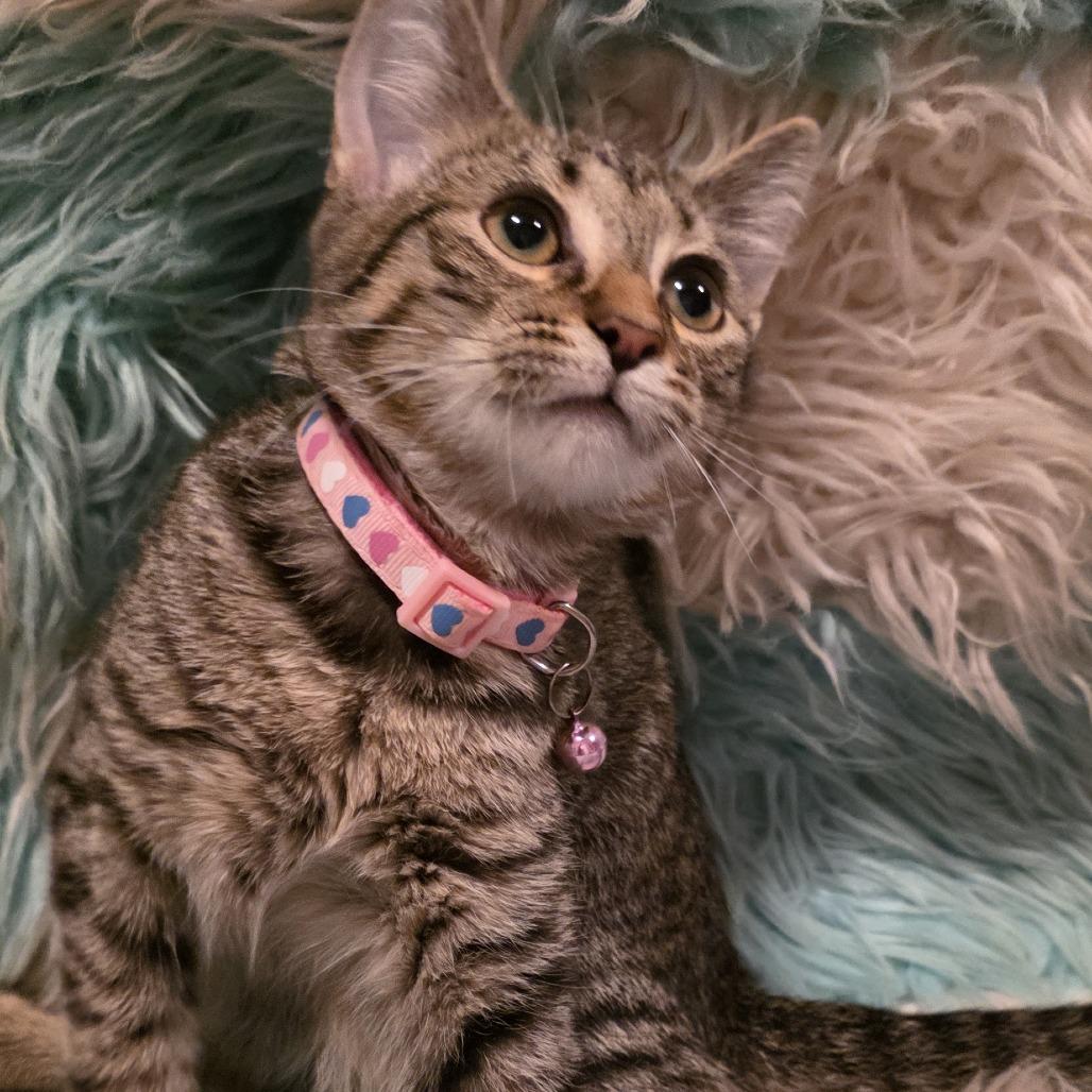 Enlarge Ayla, a Adoptable Domestic Short Hair in Glenfield, NY image 4/4