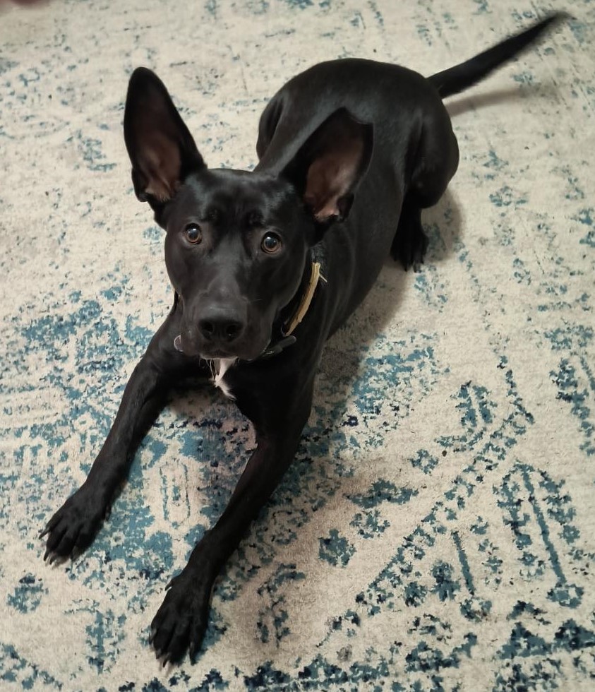 Yoda, a Adoptable mixed breed image 4/6