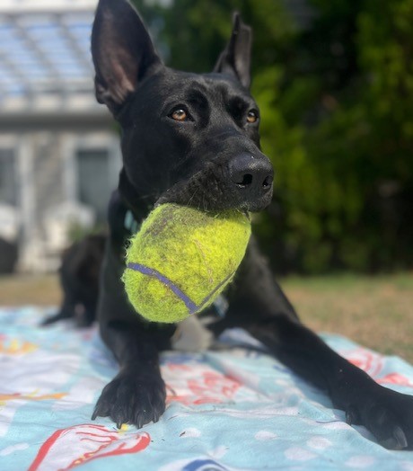 Yoda, a Adoptable mixed breed image 6/6