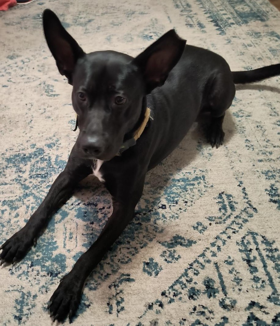 Yoda, a Adoptable mixed breed image 3/6