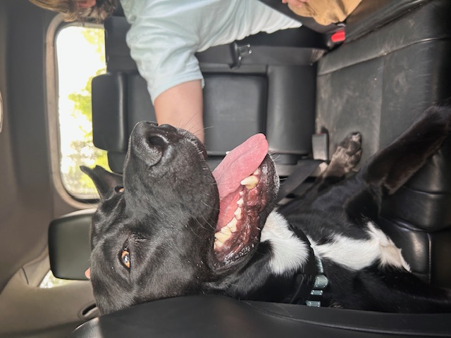 Yoda, a Adoptable mixed breed image 2/6