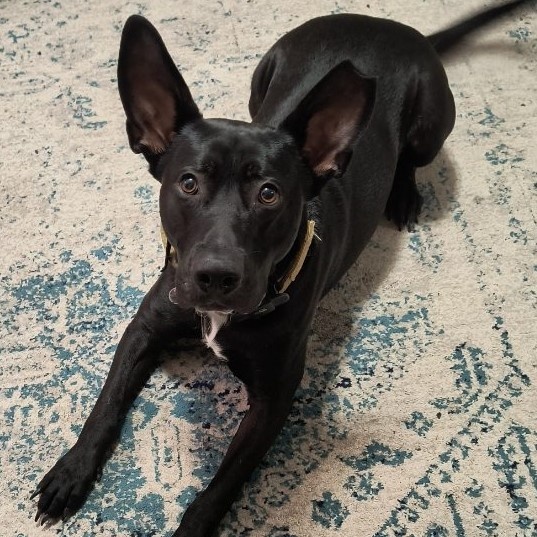 Yoda, Adoptable, Young Male German Shepherd Dog & Australian Cattle Dog / Blue Heeler.