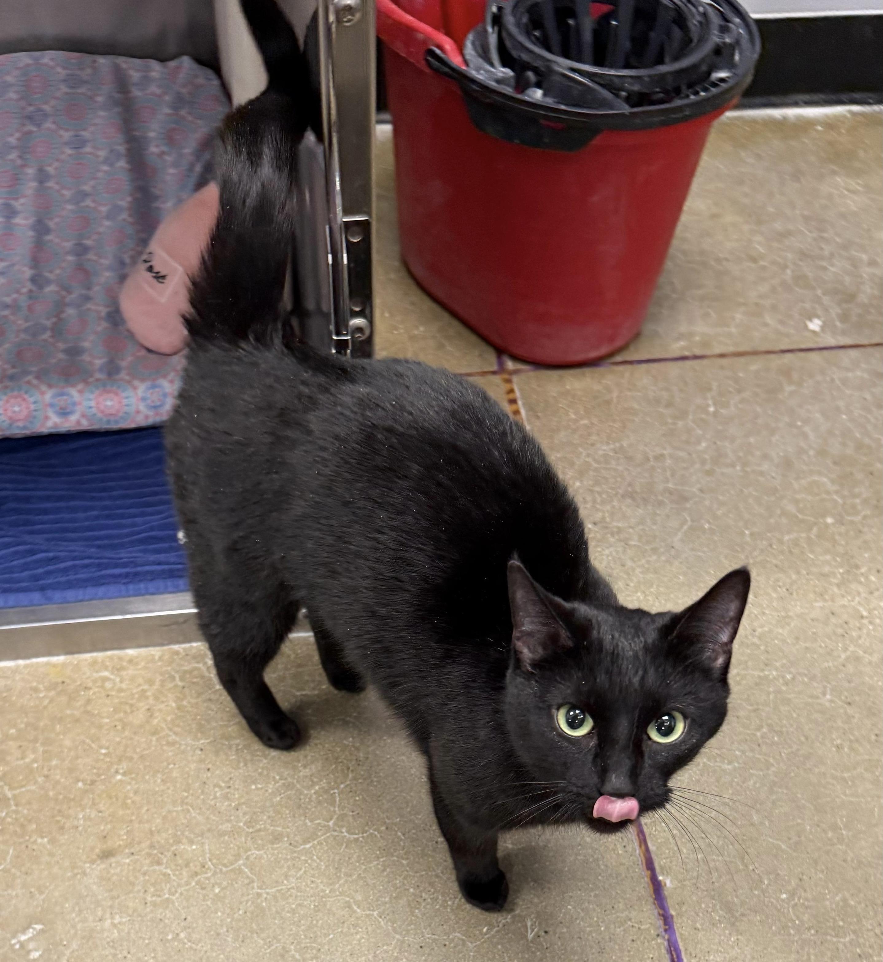 Ethereal, a ADOPTABLE Domestic Short Hair in Maple Shade, NJ image 3/4