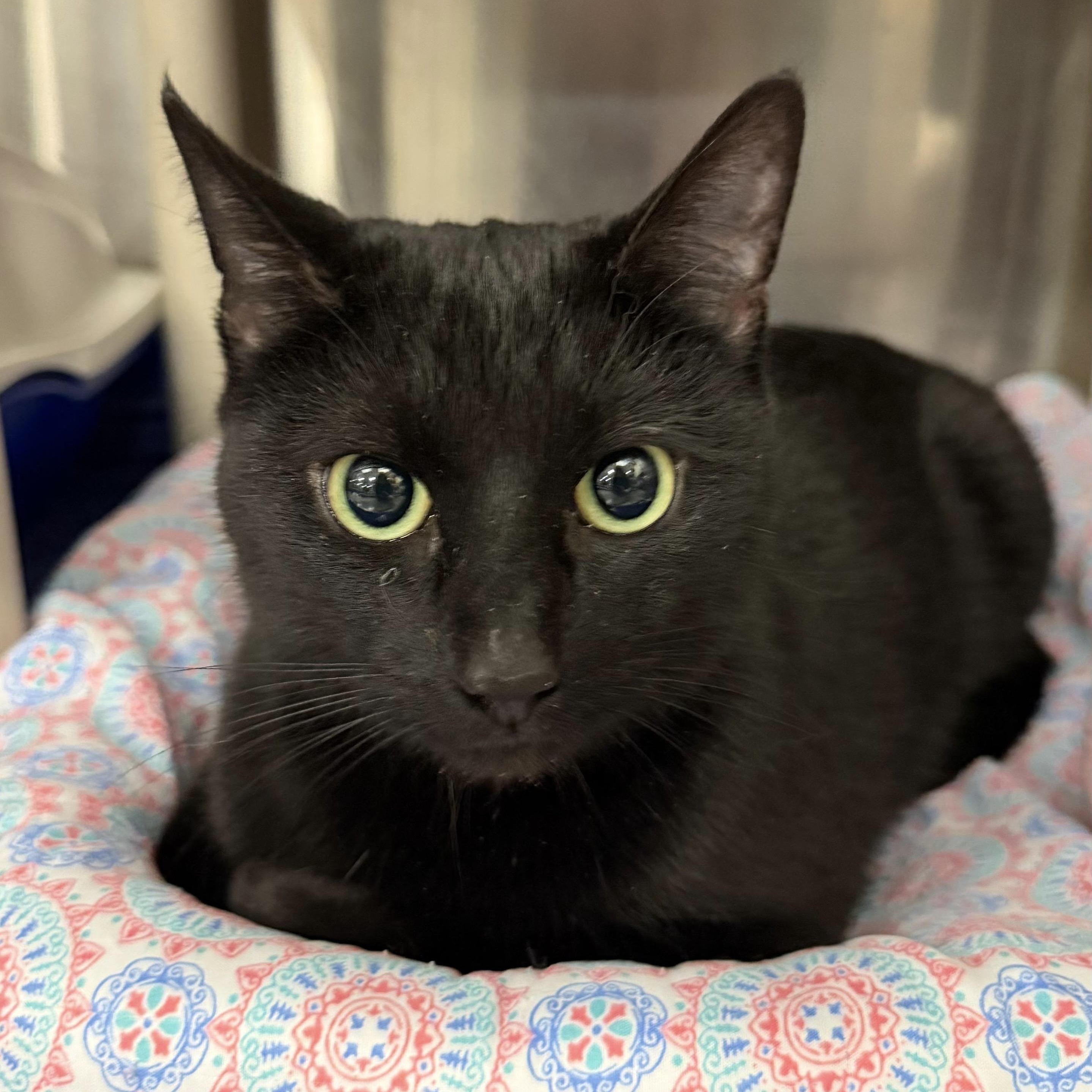 Ethereal, ADOPTABLE, Adult Female Domestic Short Hair.