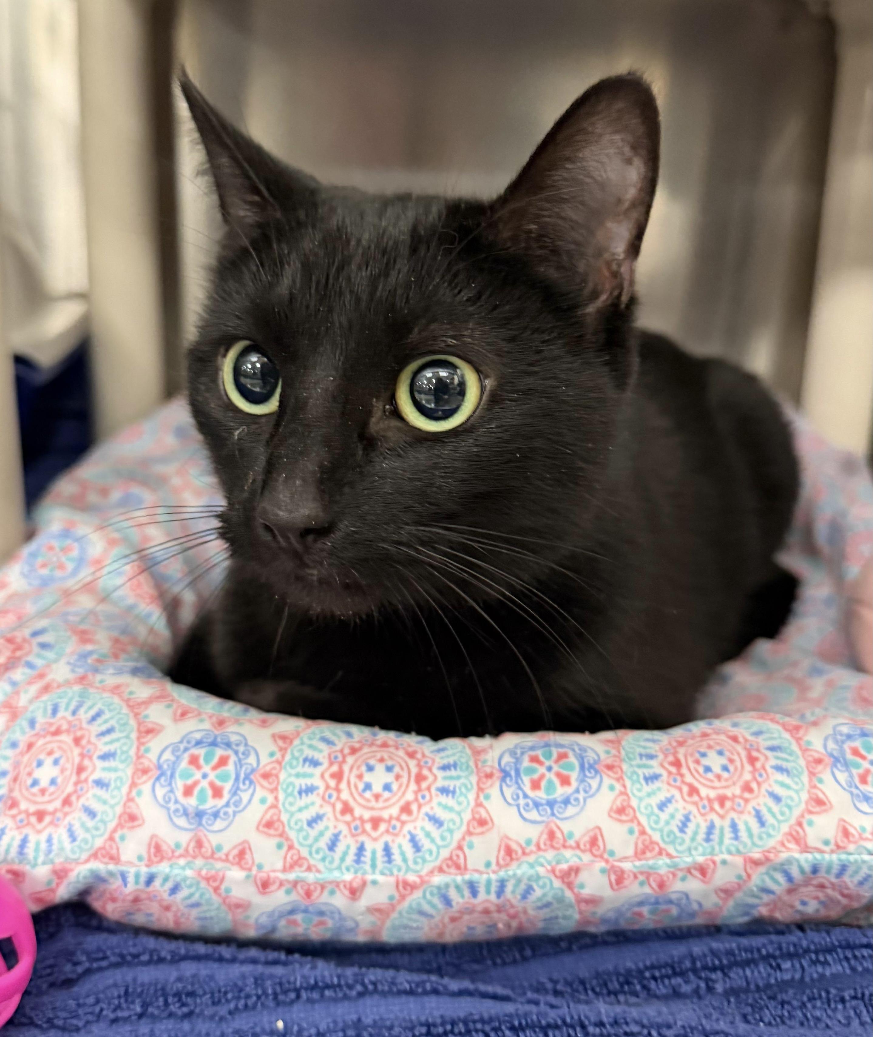 Ethereal, a ADOPTABLE Domestic Short Hair in Maple Shade, NJ image 2/4